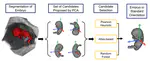 Robust Alignment of the Human Embryo in 3D Ultrasound using PCA and an Ensemble of Heuristic, Atlas-based and Learning-based Classifiers Evaluated on the Rotterdam Periconceptional Cohort